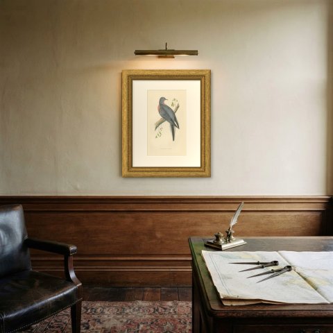 Passenger Pigeon on a Mossy Branch, Hand Colored Bird Print, Morris, 1896, shown framed on a wall