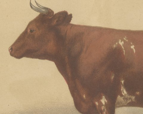 Ayrshire Cow, Scottish Dairy Cattle Chromolithograph by Olivier de Penne, 1863, close-up 1