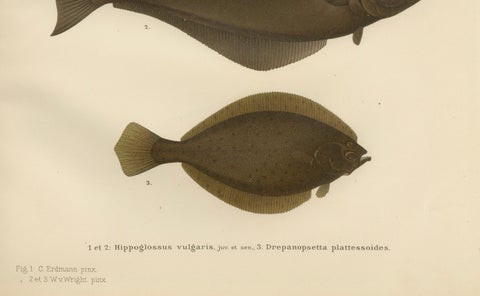 Flatfish Trio - Flounder, Turbot, and Plaice - Elegant Fish Lithograph, 1895, close-up 4