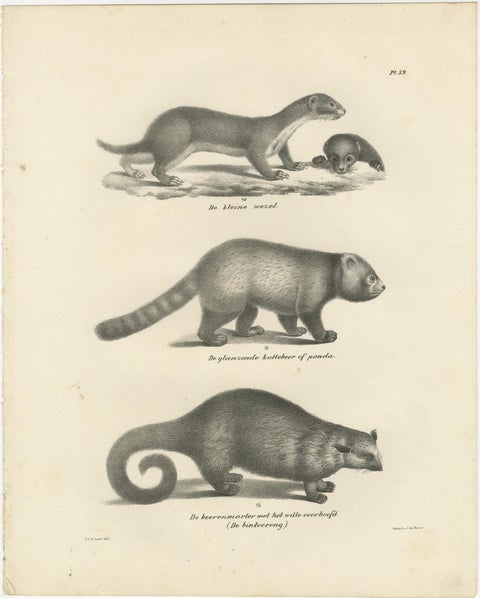 Pair of Antique Zoological Engravings, Exotic Mammals, c.1830, view 2