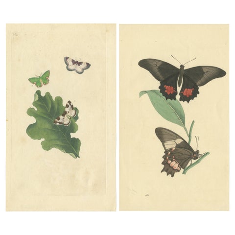 Exquisite Hand-Coloured Butterfly Prints of the 18th and 19th-Century