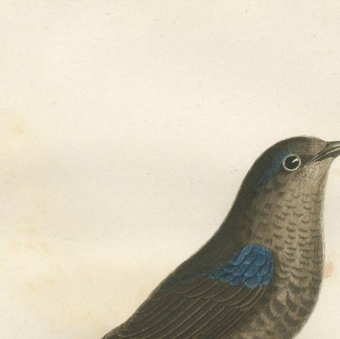 Feathered Sapphire: The Blue Swallow, A Vieillot Hand-Colored Print from 1807, close-up 5