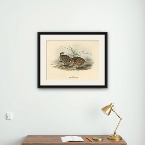 Beautiful Antique Hand-Colored Bird Print of the Common Quail by Gould, 1832, shown framed on a wall