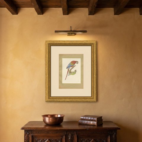 Scarlet Macaw with Parakeets, Brazilian Bird Print, Descourtilz, 1944, shown framed on a wall