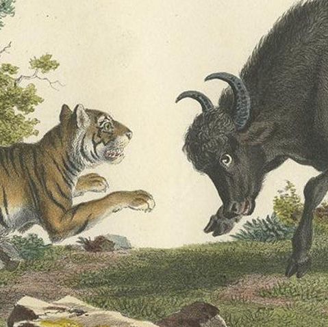 Antique Hand-colored Print of a Fighting Tiger and Buffalo in Indonesia, c.1830, close-up 2