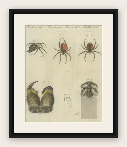 European Garden Spider Anatomy: Variations, Silk Spinnerets, and Mandibles, 1805, shown framed