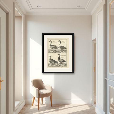 Antique Bird Print of Various Geese by Bonnaterre, '1790', shown framed in a room