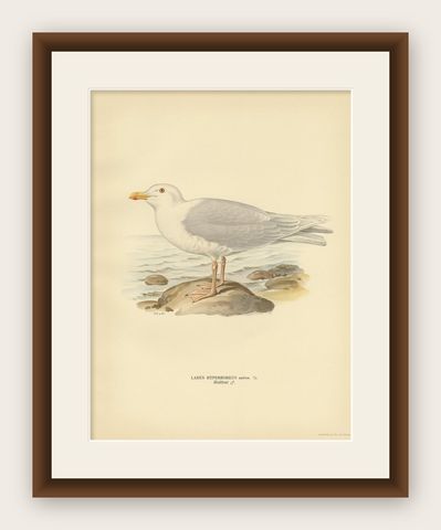 Antique Bird Print of the Glaucous Gull 'Male' by Von Wright, 1929, shown framed