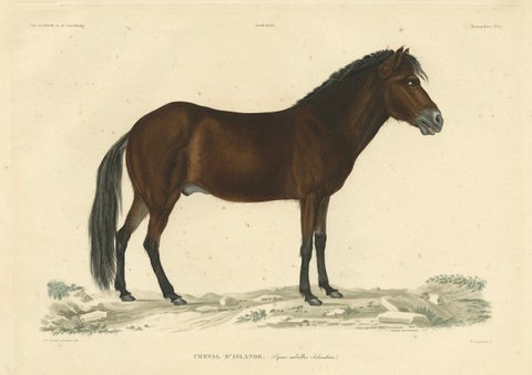 Rare Antique Print of the Icelandic Horse, 1842, close-up 5