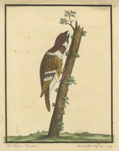 Antique Hand-Colored Engraving of A Hamburgh Treecreeper by Eleazar Albin, 1735, close-up 1