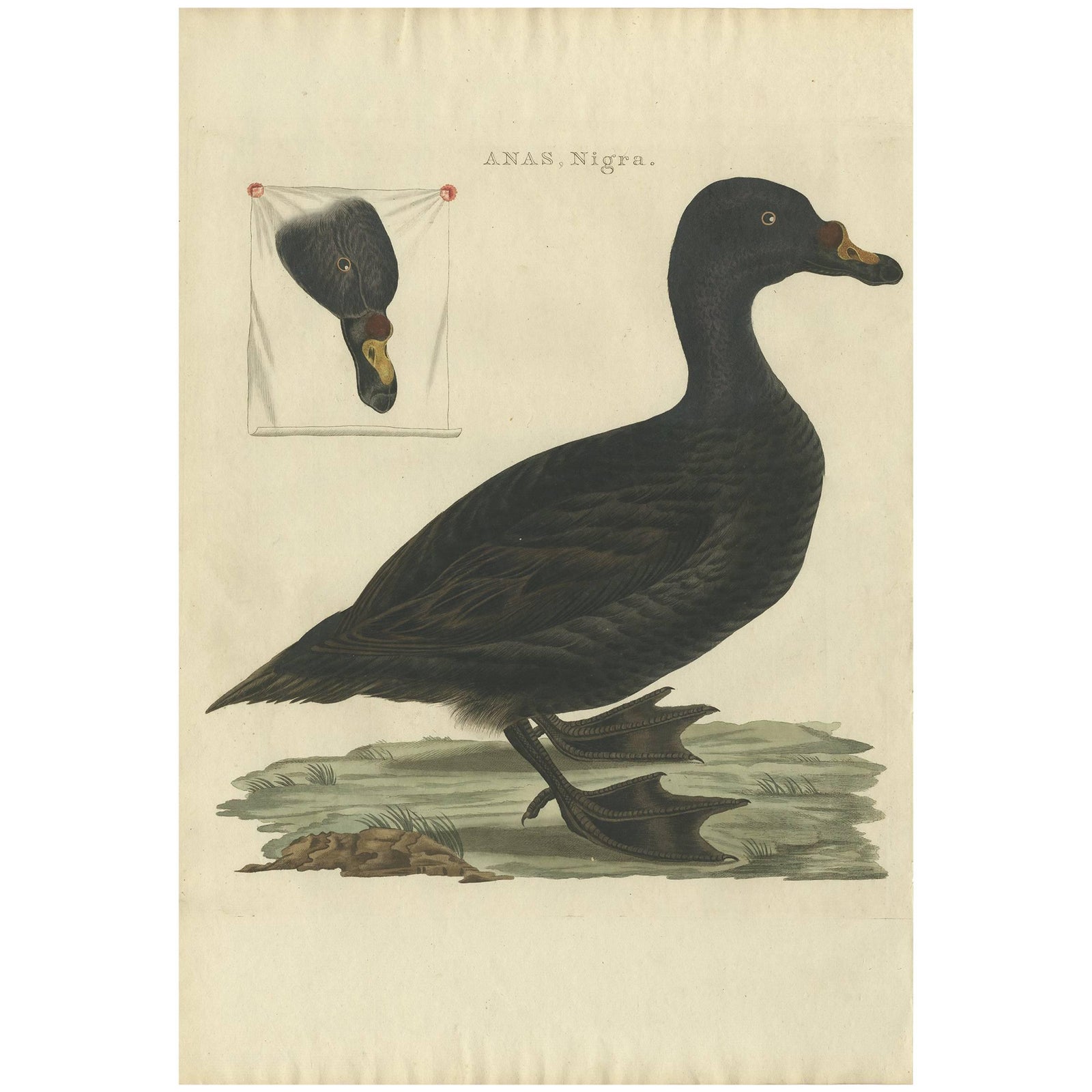 Common Scoter, Antique Bird Print ‘Anas Nigra’ by Nozeman & Sepp, 1770