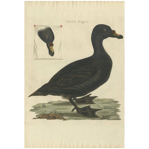Common Scoter, Antique Bird Print ‘Anas Nigra’ by Nozeman & Sepp, 1770