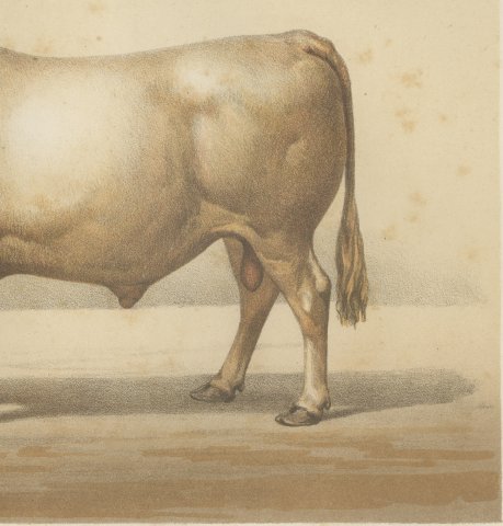 Charolais Bull, French Cattle Breed, Antique Chromolithograph by Borie, 1863, close-up 3