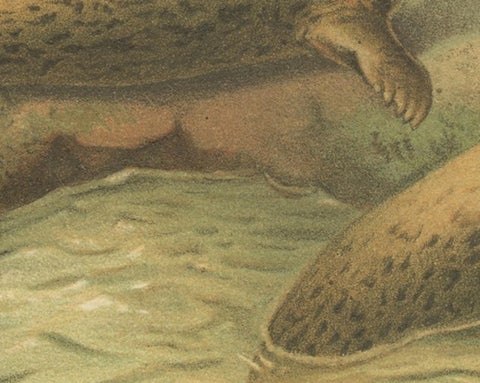 Leopard Seal, Antique Marine Mammal Chromolithograph, 1894, view 6