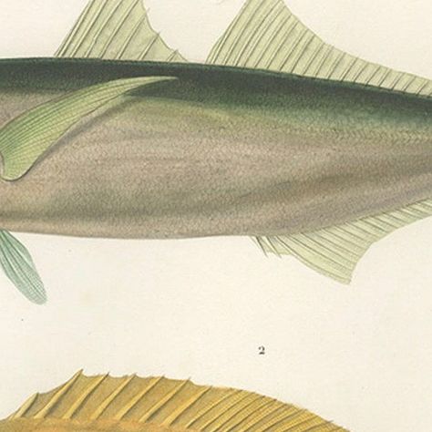 Mackerel Jack and Surgeonfish, Decorative Antique Sea Life Lithograph, 1846, close-up 4