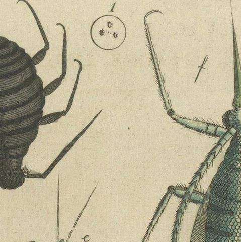 Antique Handcolored Engraving of Aphids and Related Small Insects, c.1800, close-up 4