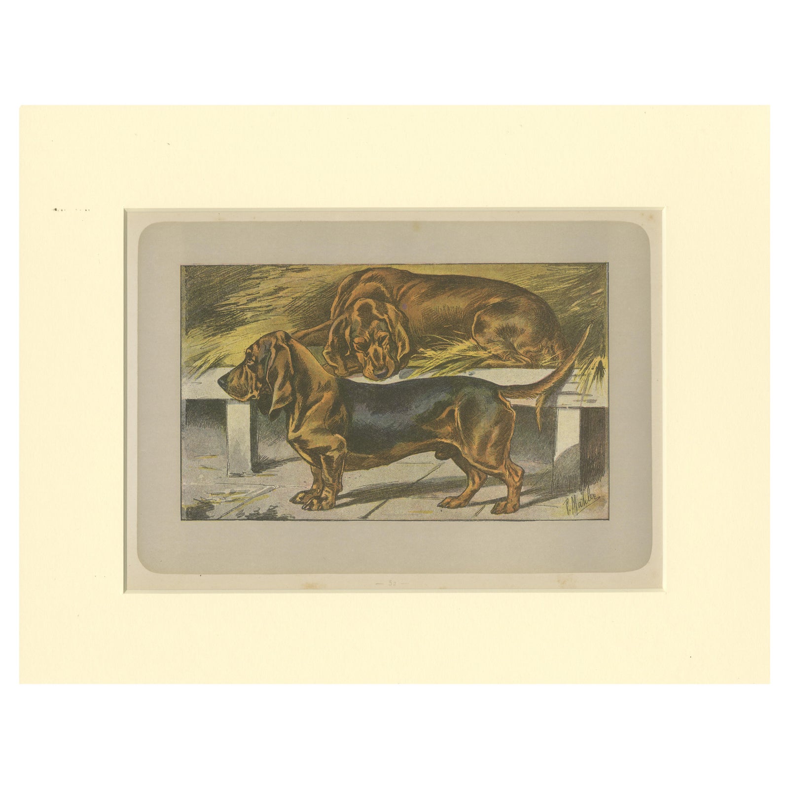 Antique Dog Print of the Basset Ardennais