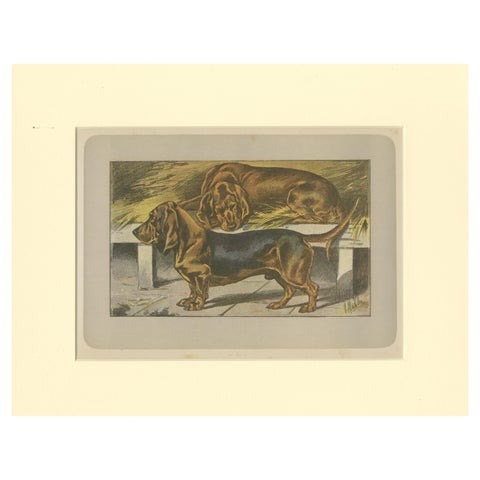 Antique Dog Print of the Basset Ardennais