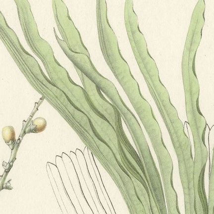 Antique Botany Print of Licuala Nana, a Fan Palm, close-up 1