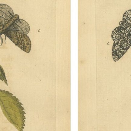 Antique English Moths on Fruit and Hedgerow Shrubs, Albin Entomology 1720, close-up 1