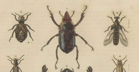 Entomological Elegance: An Original Antique Catalogue of Beetles, 1845, close-up 2