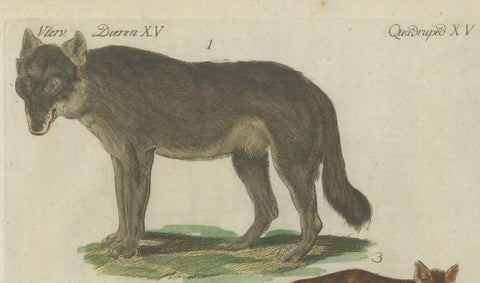 Hand Colored Antique Print of Wolves and a Fox, circa 1820, close-up 3