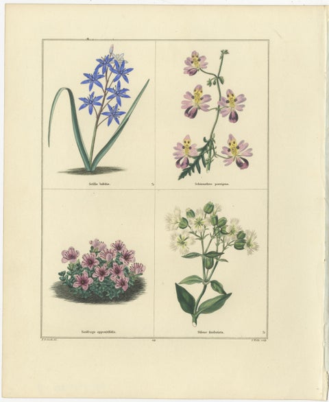 Pair of Elegant Hand-Colored Botanical Flower Prints, London 1828, view 2