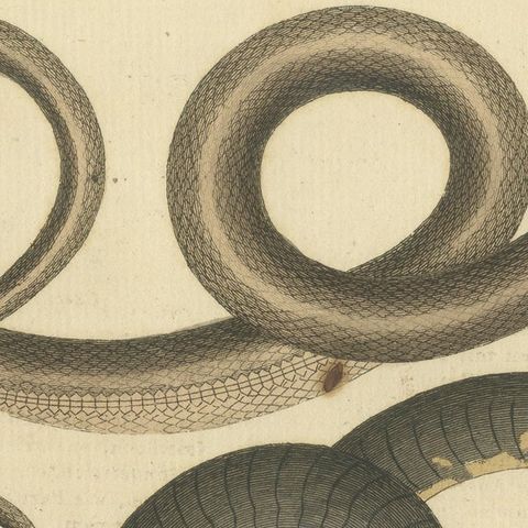Antique Handcolored Engraving of Amphibious Eels and Snakes, c.180, close-up 5