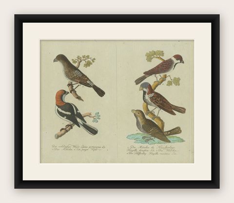 Feathers of Europe: A 18th Century Detailed Study of Finches & Bramblings, 1780, shown framed