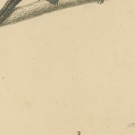 Lizard Print of Nose-Horned Chameleon and Banded Monitor, c.1850, Orbigny, close-up 5