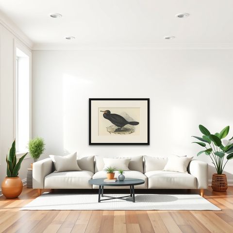 Antique Bird Print of the Great Cormorant or Black Shag, 1832, shown framed in a room