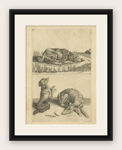 Antique Animal Print of Various Dogs, 'c.1720', shown framed
