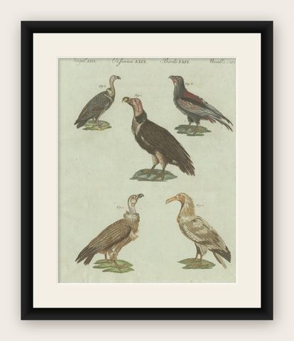 Original Antique Bird Print of African and Asian Vultures, c.1800, shown framed