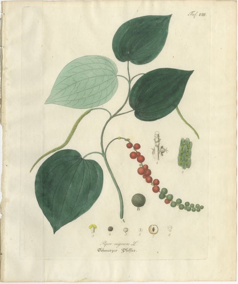 Antique Black Pepper Botanical Print, Piper Nigrum, Hand Colored, c.1831, view 2
