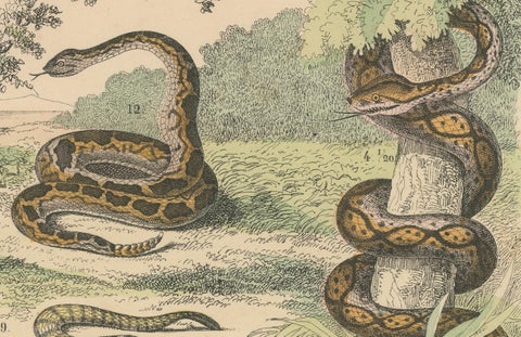 Snakes Print: Boa, Python, Viper, Coral Snake, Antique 1867, close-up 4