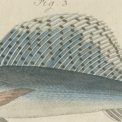 Sailfish, Cornetfish and Trumpetfish, Antique Bertuch Print, circa 1805, close-up 1