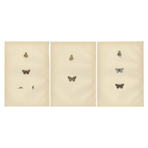 Chromatic Splendor: The Copper, Argus, and Blue of Morris's 1890 Lepidoptera