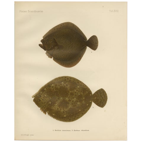Turbot and Brill - Majestic Scandinavian Flatfish Lithograph, 1895