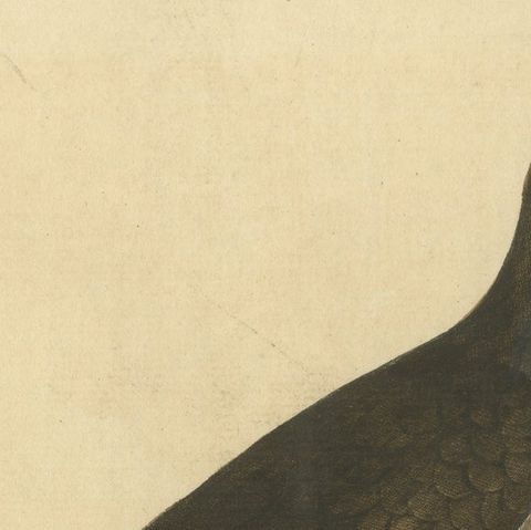 Antique Hand-Colored Engraving of The Cuckoo by Eleazar Albin, circa 1730, close-up 6