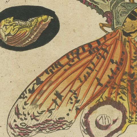 Hercules Beetle and Lantern Fly, Antique Bertuch Print, Vienna, circa 1805, close-up 6