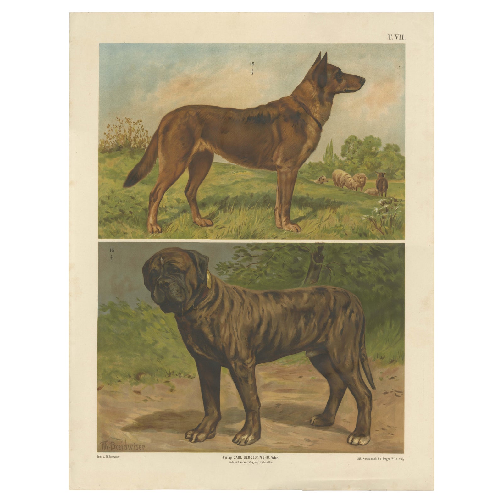 Large Antique Dog Poster, Shepherd and Mastiff by Briedwiser c.1880