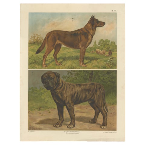 Large Antique Dog Poster, Shepherd and Mastiff by Briedwiser c.1880