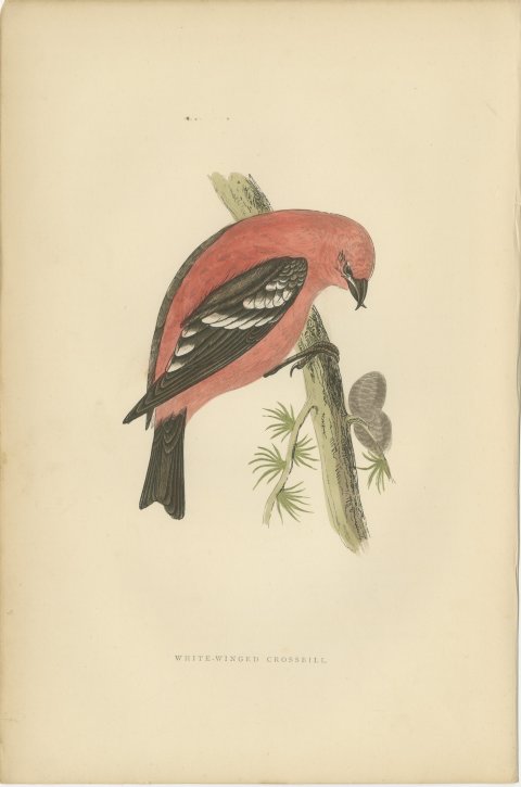 White Winged Crossbill with Larch Cones, Hand Colored Bird Print, 1896, view 2