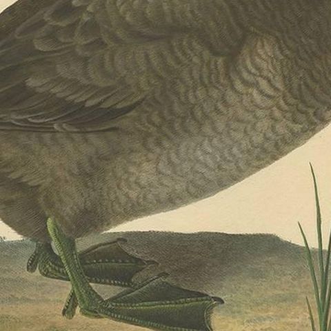 Antique Print of a Duck by J.C. Bock, circa 1800, close-up 2