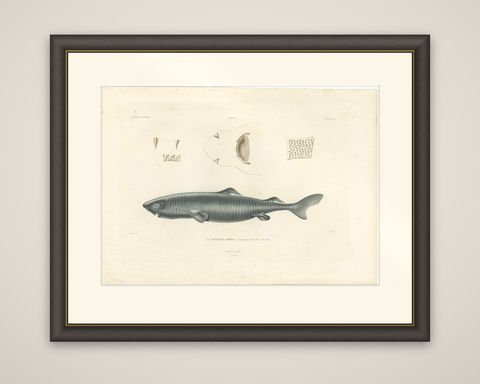 Antique Print of Greenland Shark with Anatomical Details, Paris, 1845, shown framed