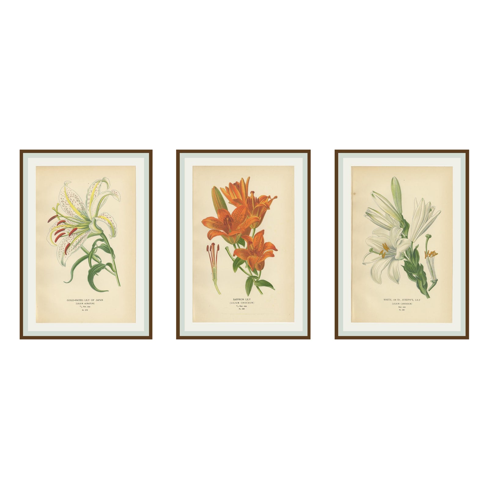 Antique Botanical Lithos of Lilies, Gold-Rayed, Saffron & St. Joseph’s, 1897