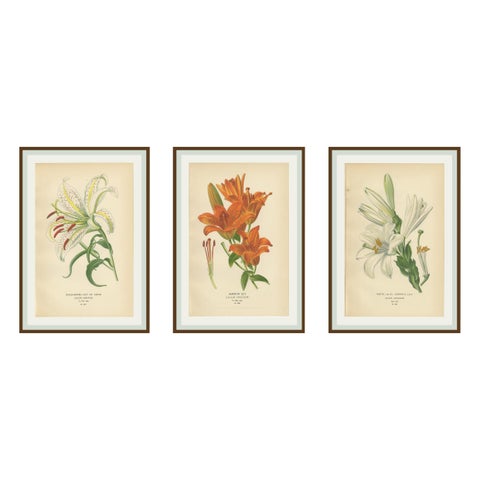 Antique Botanical Lithos of Lilies, Gold-Rayed, Saffron & St. Joseph’s, 1897