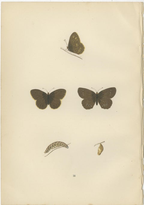 Lepidoptera Lifecycle: A Triptych of Transformation, 1890, view 5