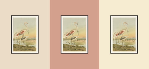Antique Chromolithograph of Flamingos, Phoenicopterus roseus, c.1890, view 3