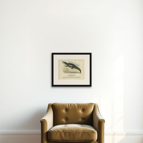 Der gemeine Kaiman (Common Caiman) - Hand-Colored Zoological Print, Circa 1840, shown framed on a wall
